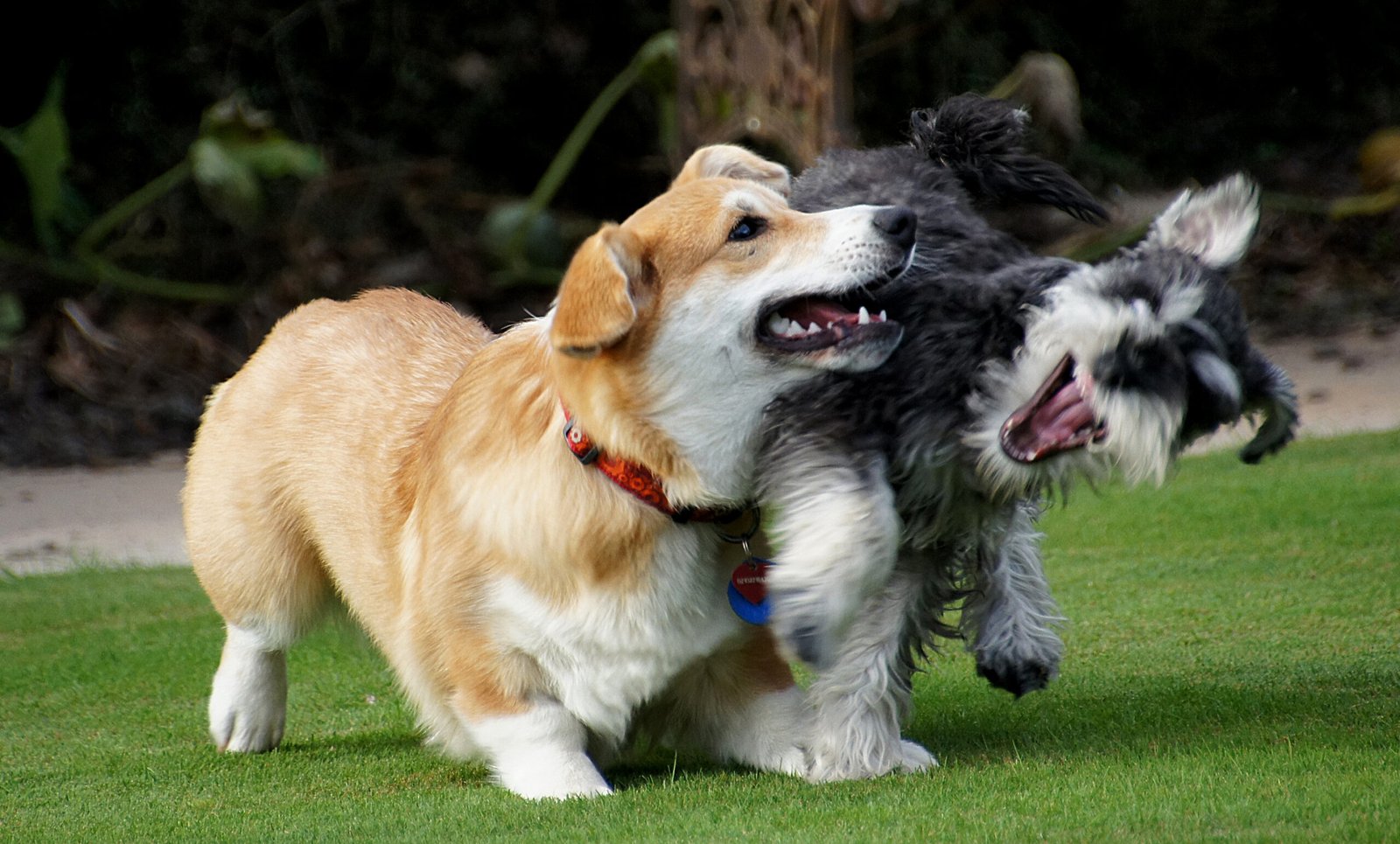 Encouraging Play and Bonding Activities (image credits: wikimedia)