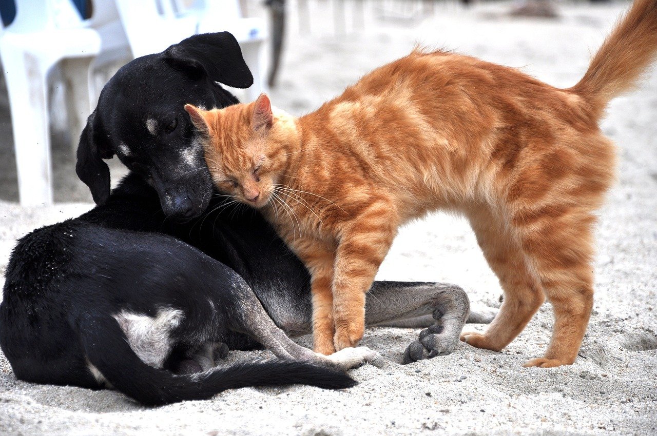 Maintaining a Peaceful Coexistence (image credits: pixabay)