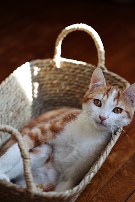 Tail Tucked Under: A Sign of Fear or Submission (image credits: pexels)