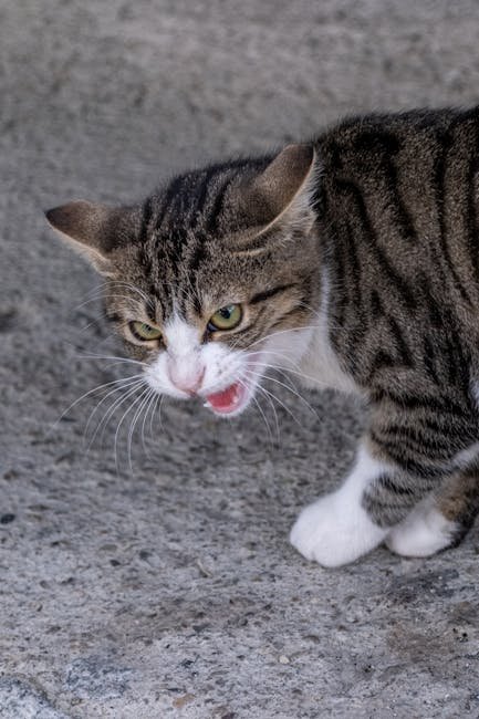 Tail Lashing: A Clear Sign of Anger (image credits: pexels)