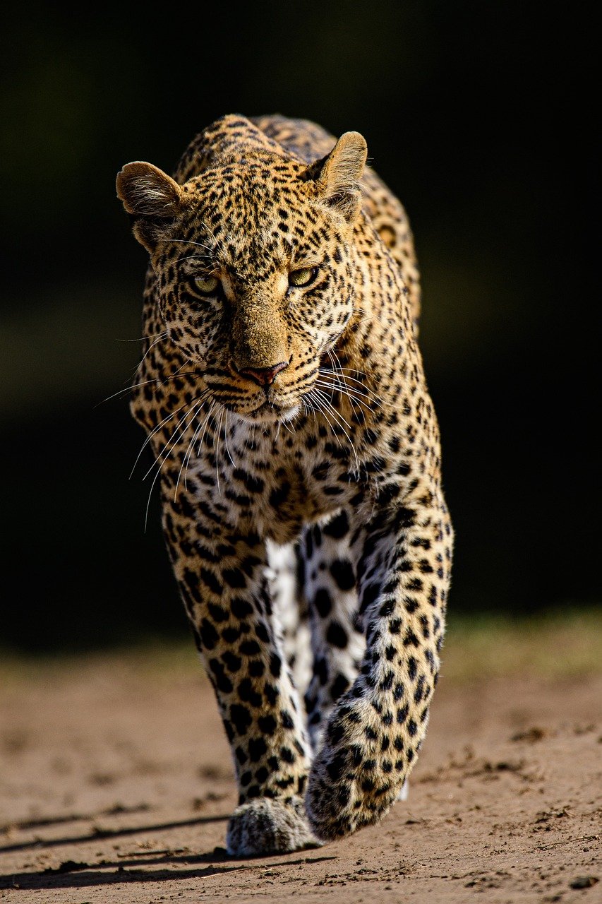 The Science Behind Spots (image credits: pixabay)