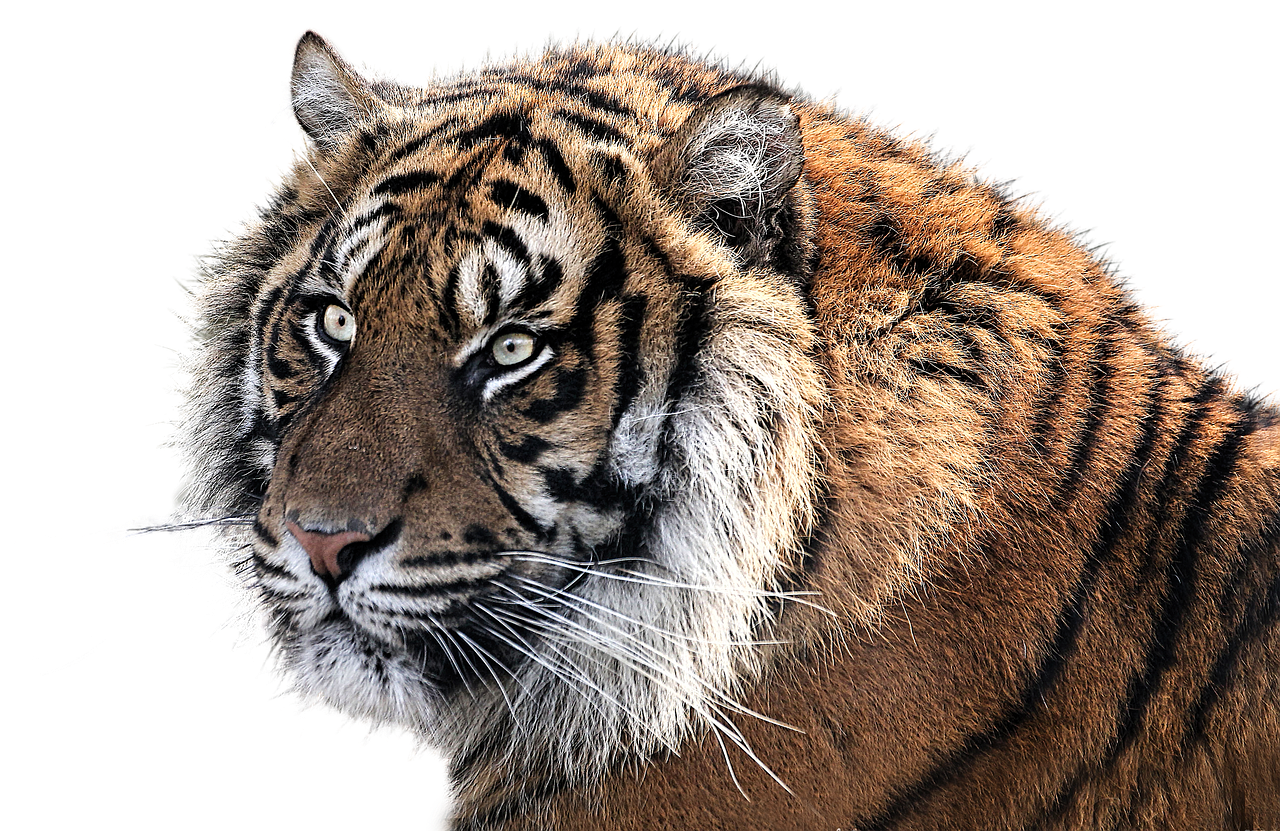 Understanding Stripes: A Unique Advantage (image credits: pixabay)