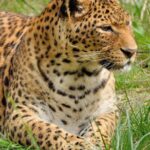 Big Cats Have Spots