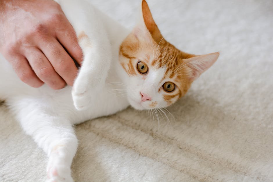 The Connection Through Eye Contact (image credits: pexels)