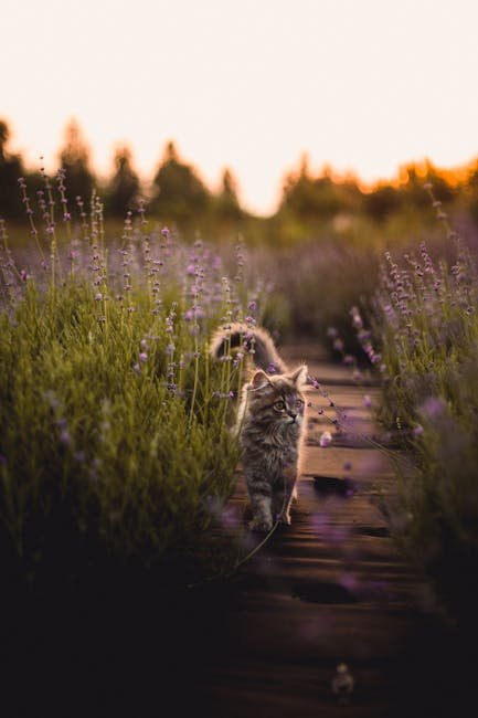 Use Aromatherapy (image credits: pexels)