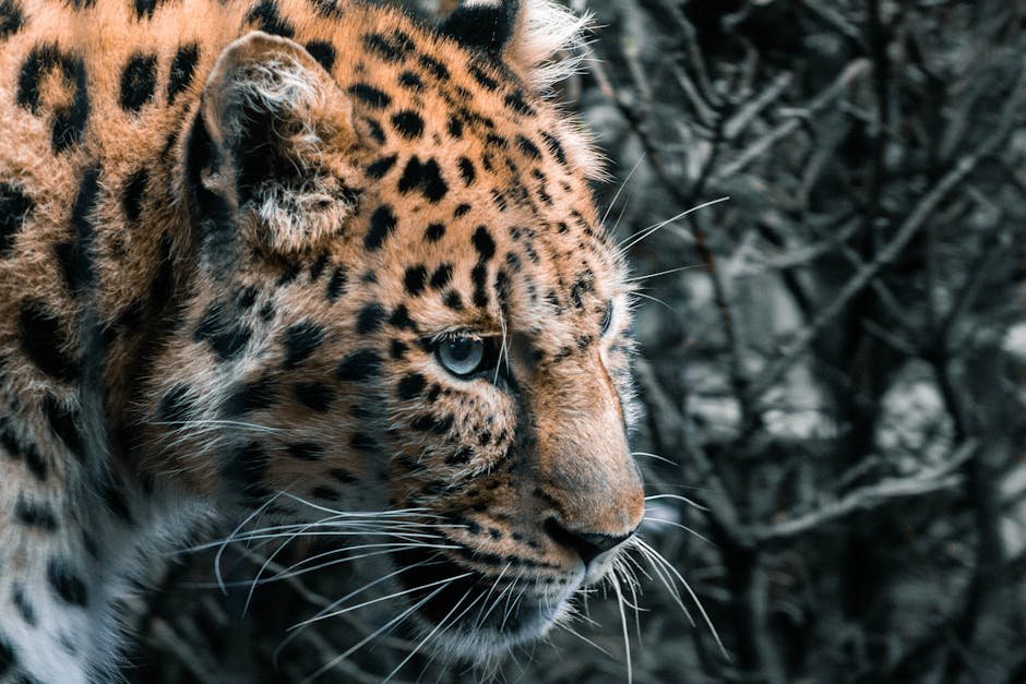 Listening to the Sounds of the Wild (image credits: pexels)