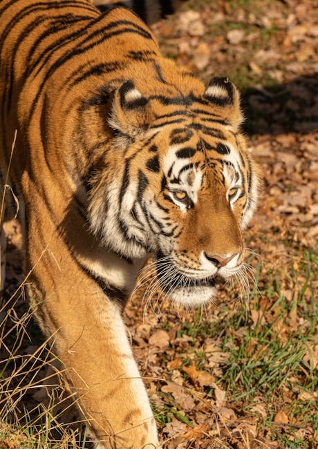 Individual Hunting Styles: Solitary Predators (image credits: pexels)