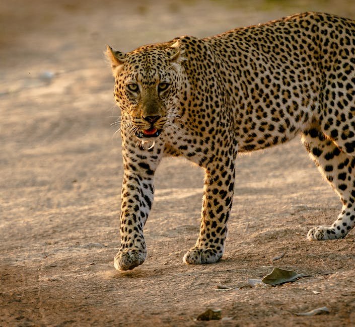 Instinct vs. Learned Behavior (image credits: pexels)