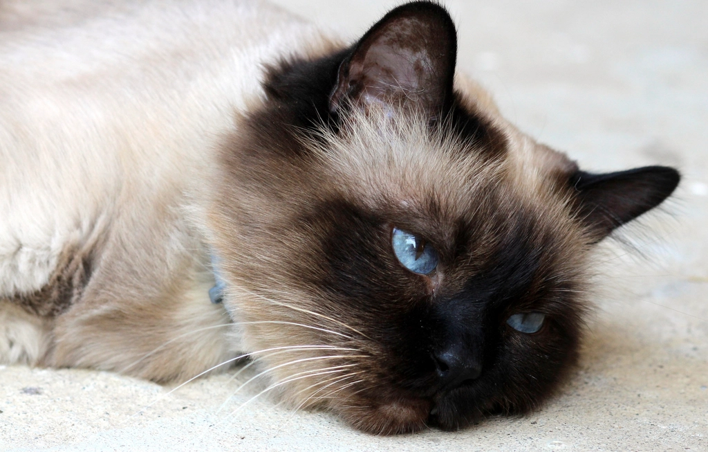 Ragdoll: The Gentle Giant (image credits: rawpixel)
