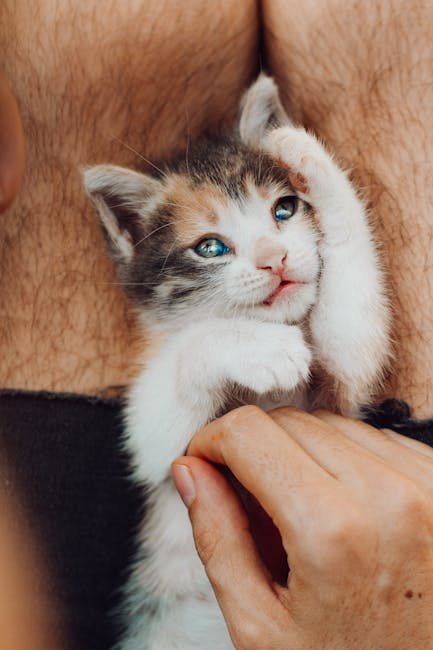 Fulfilling the Need for Attention (image credits: pexels)