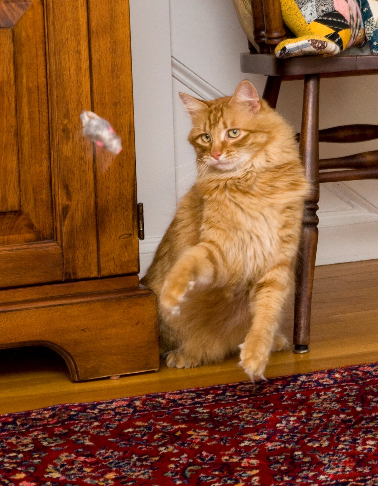 8. The Appeal of Catnip