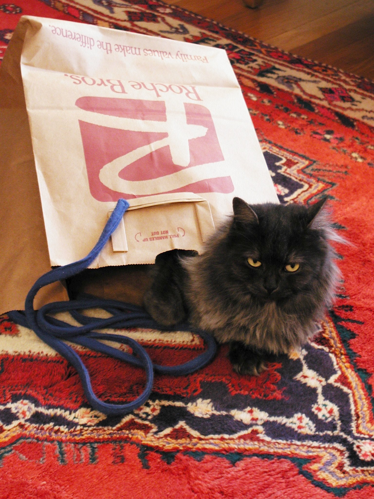 10 Ways to Keep Your Cat Entertained Without Buying Expensive Toys