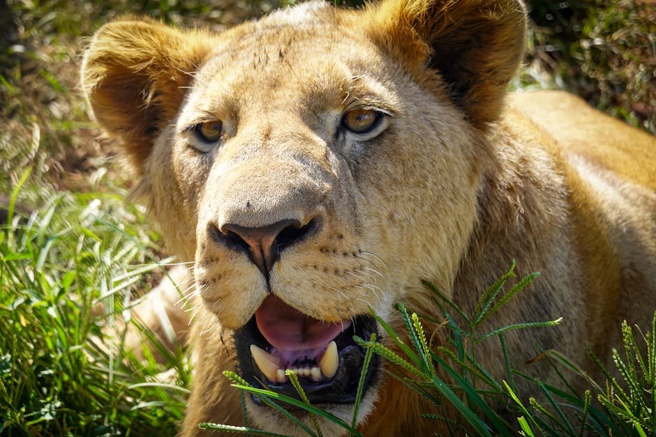 The Role of Big Cats in Indigenous North American Cultures