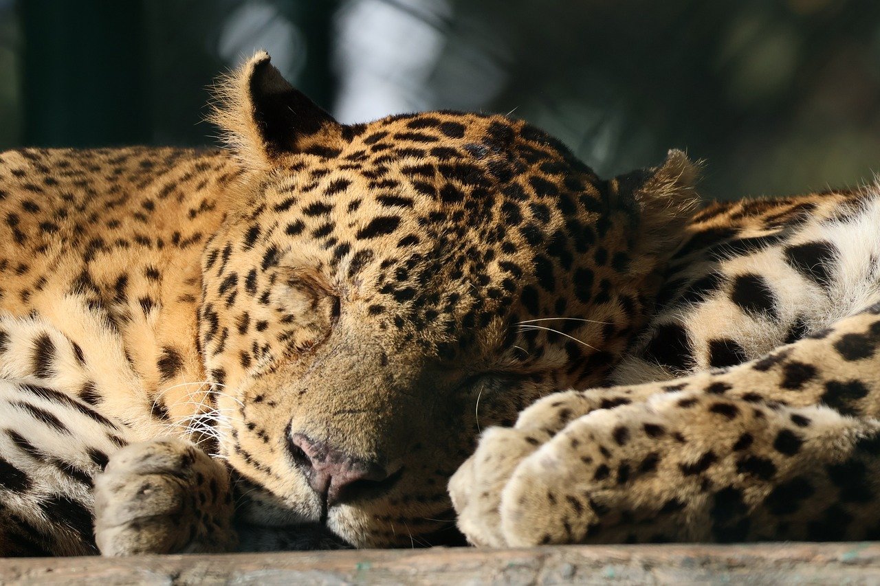 Modern Interpretations of Big Cats in Popular Culture