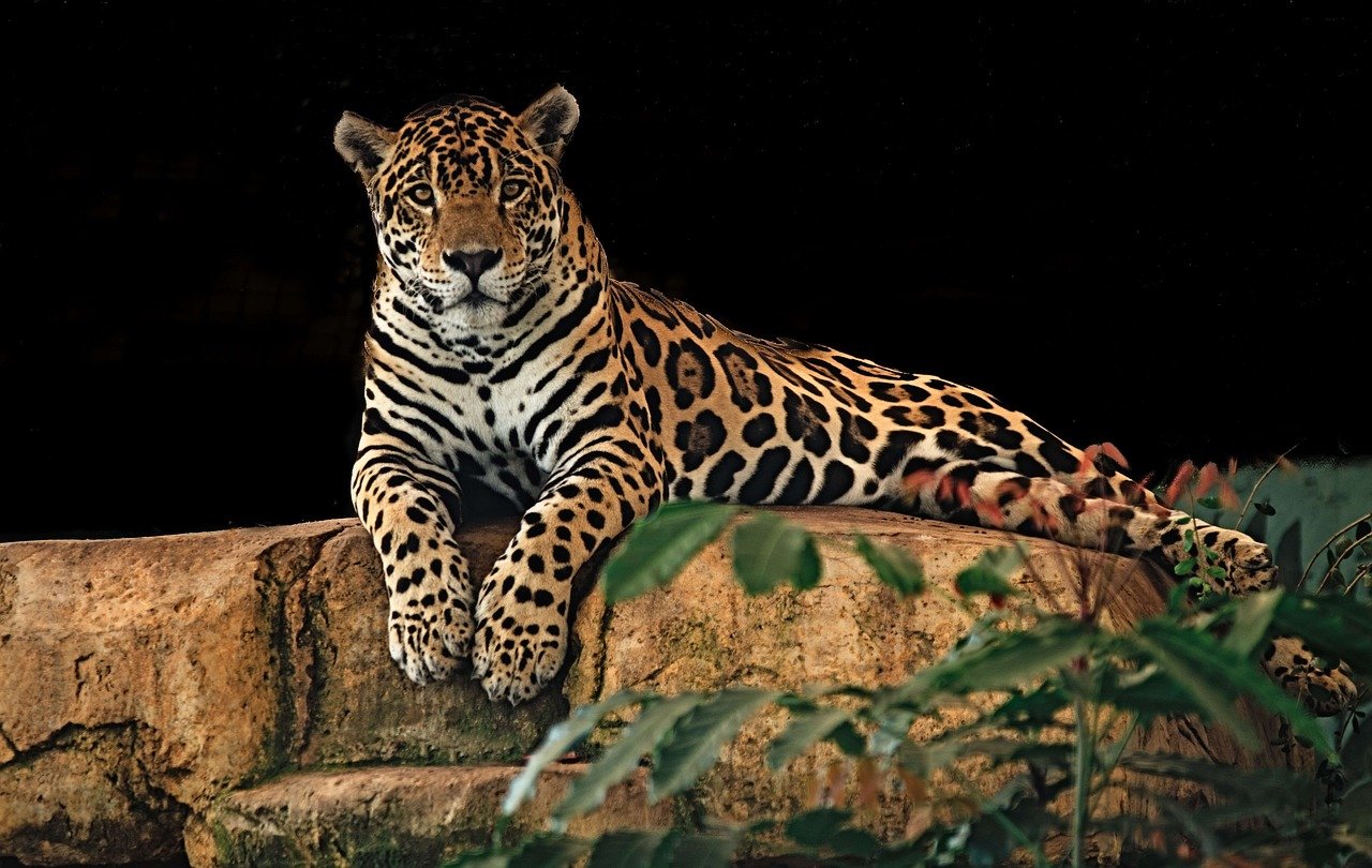Conservation Efforts and the Future of Big Cats