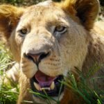 The History of Big Cats in Different Cultures Around the World