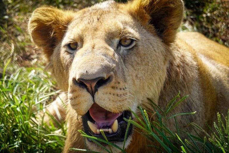 The History of Big Cats in Different Cultures Around the World