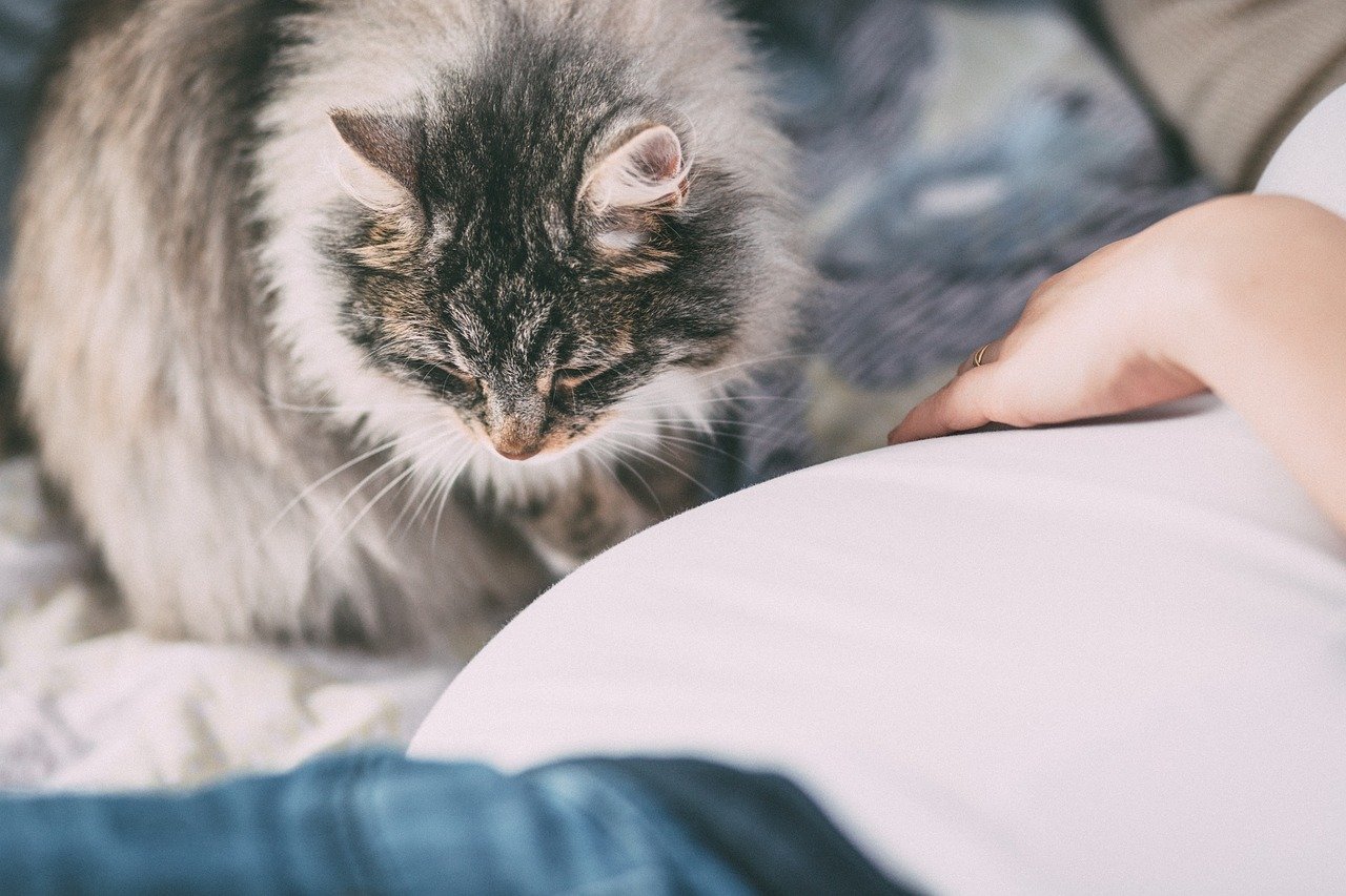 What Are Food Allergies in Cats?