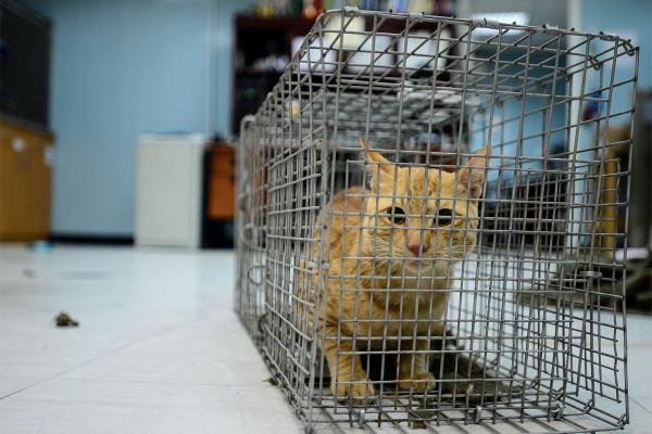 The Impact of Neutering and Spaying