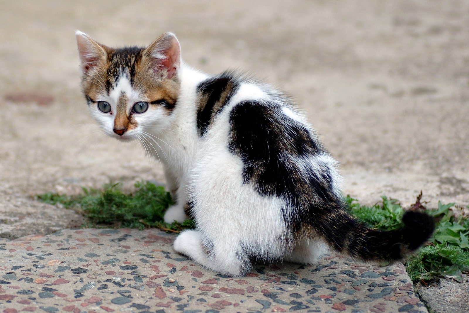 The Impact of Aging on Cat Independence