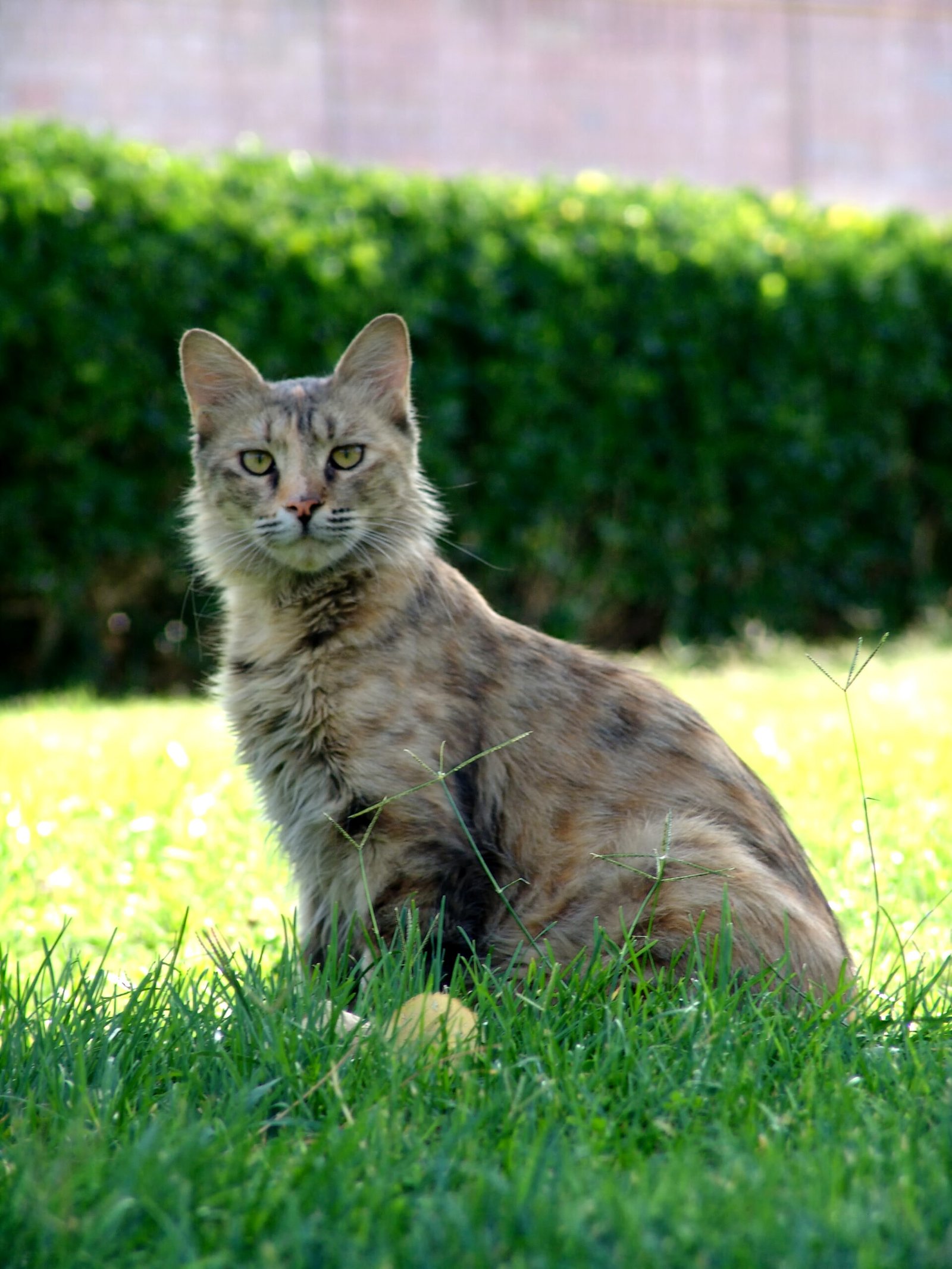 Why Some Cats Are More Independent Than Others
