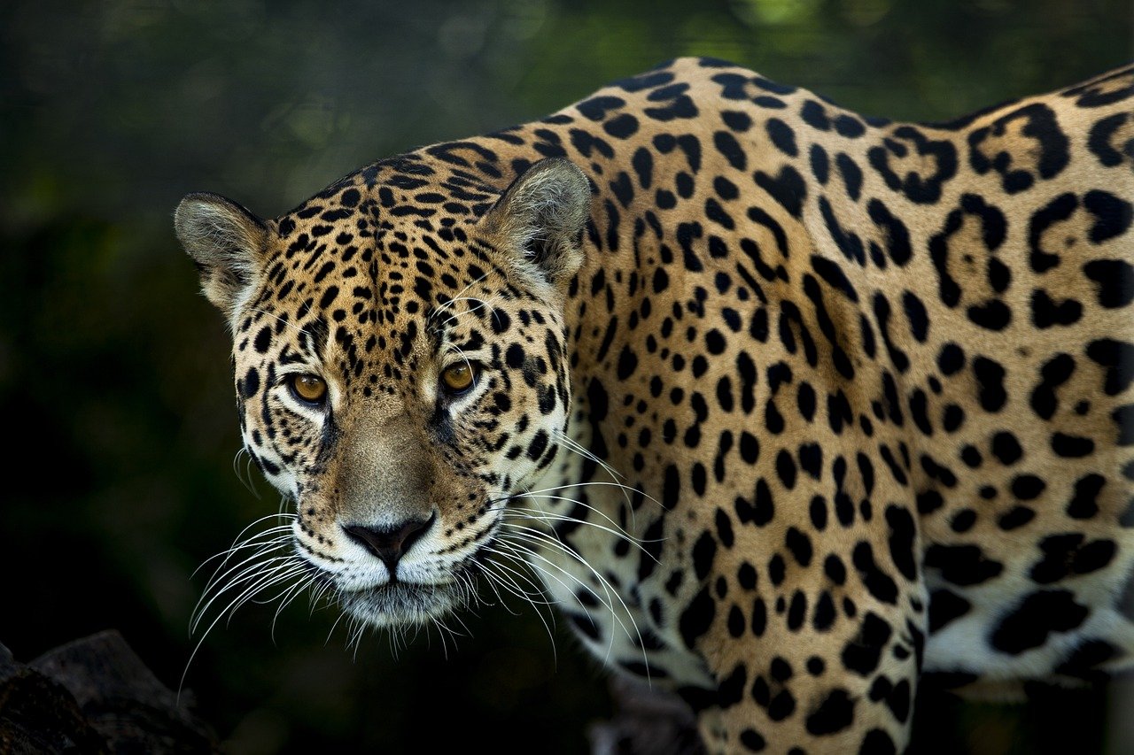 Jaguars: The Stealthy Swimmers