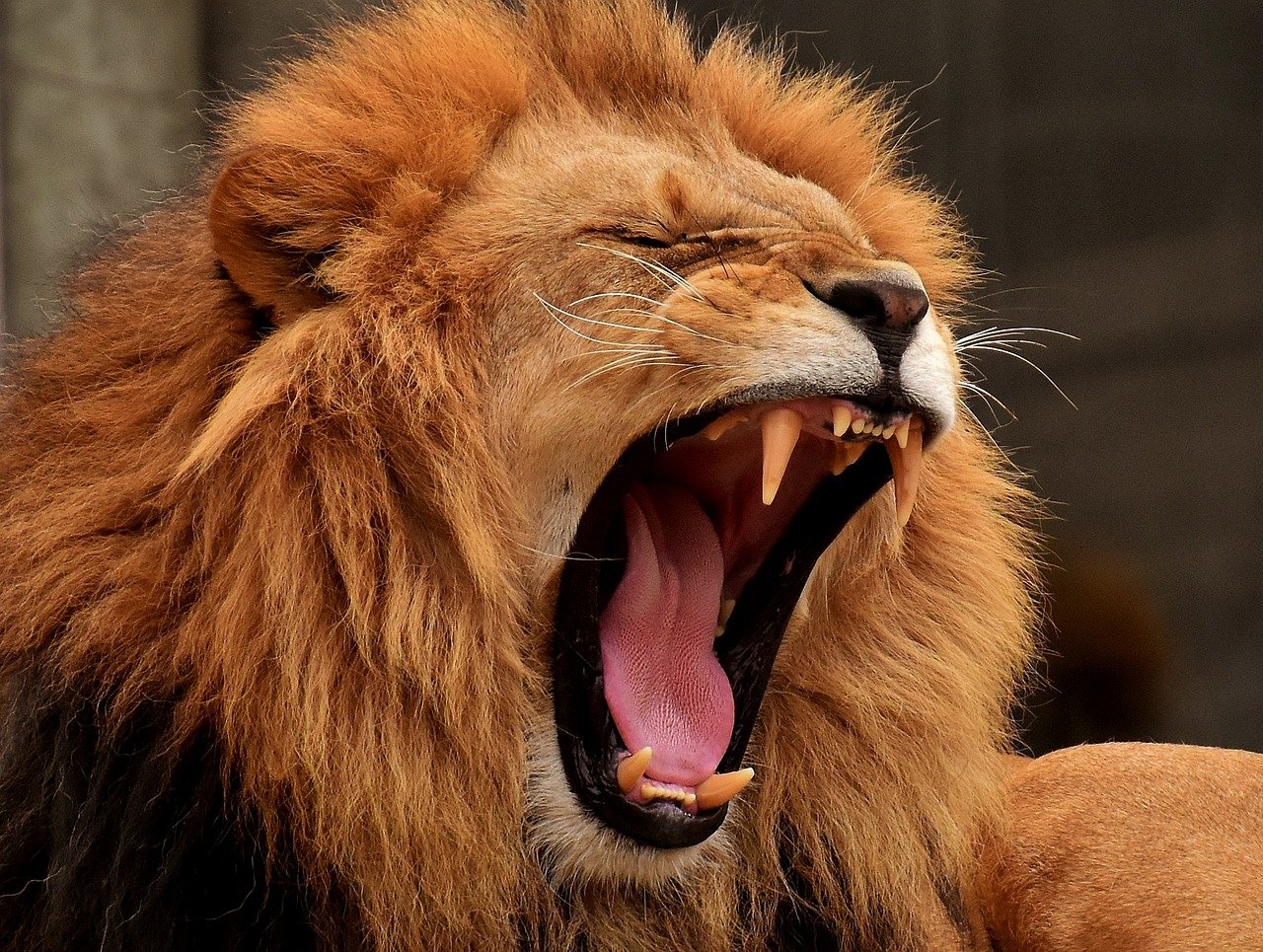Lions: The Surprising Swimmers of the Savanna