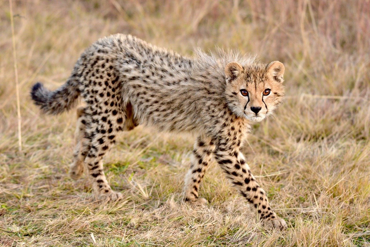 Cheetahs: The Fast Swimmers