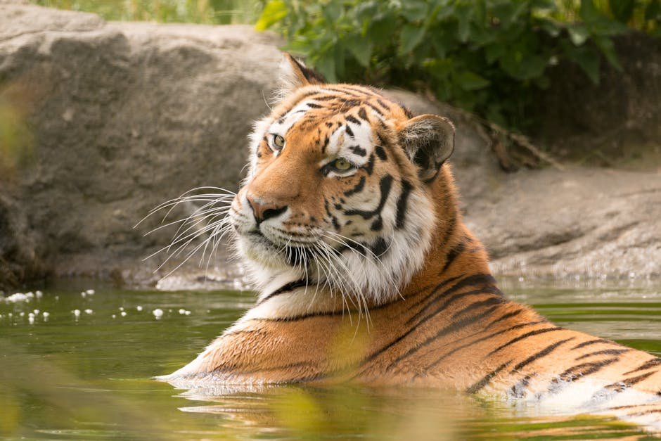 6 Big Cats That Are Surprisingly Good at Swimming