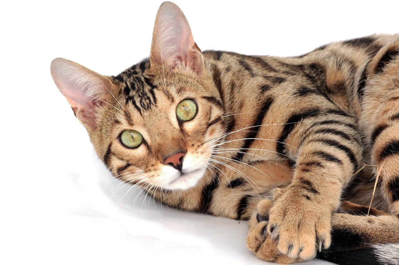 The Adventurous Bengal: Excited by Newness