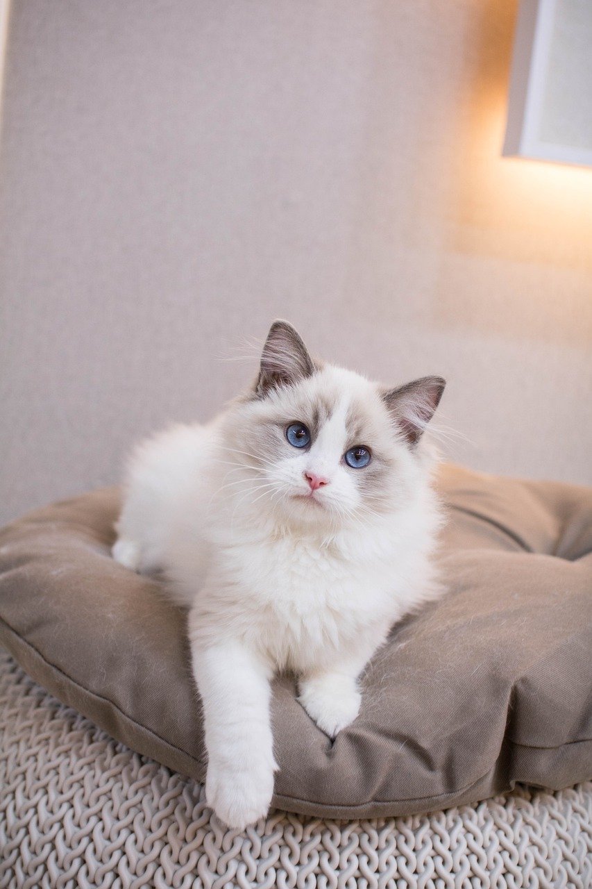 The Sensitive Ragdoll: Needing Gentle Transitions