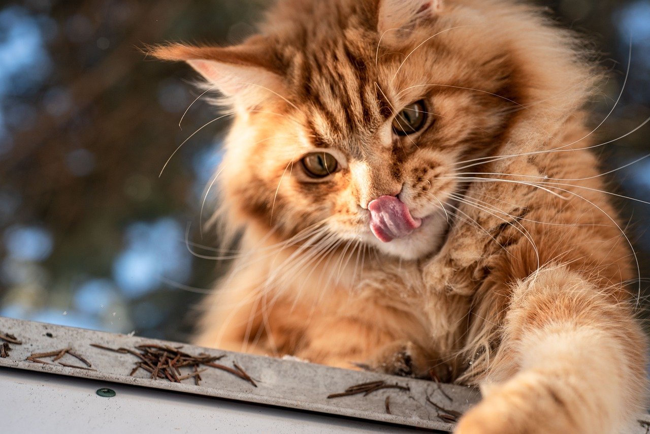 The Sociable Maine Coon: Welcoming New Experiences