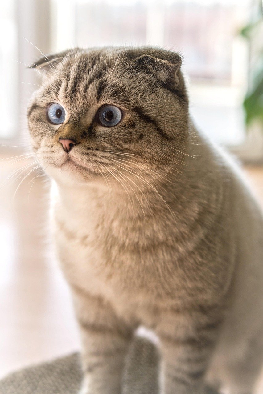 The Reserved Scottish Fold: Preferring Familiarity