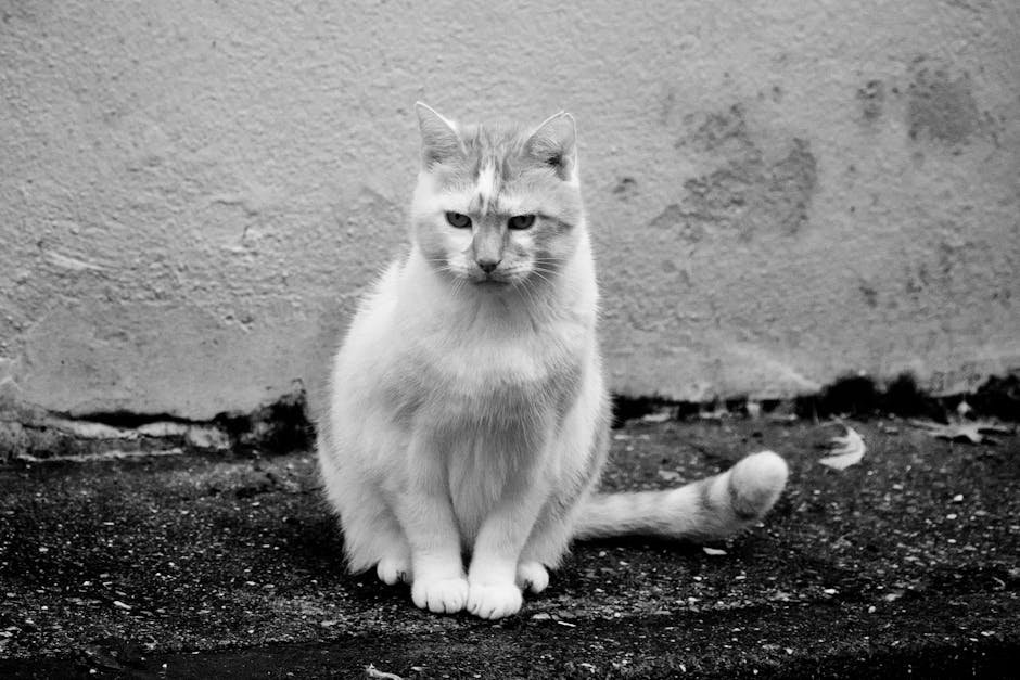 The Tail's Tale (image credits: pexels)