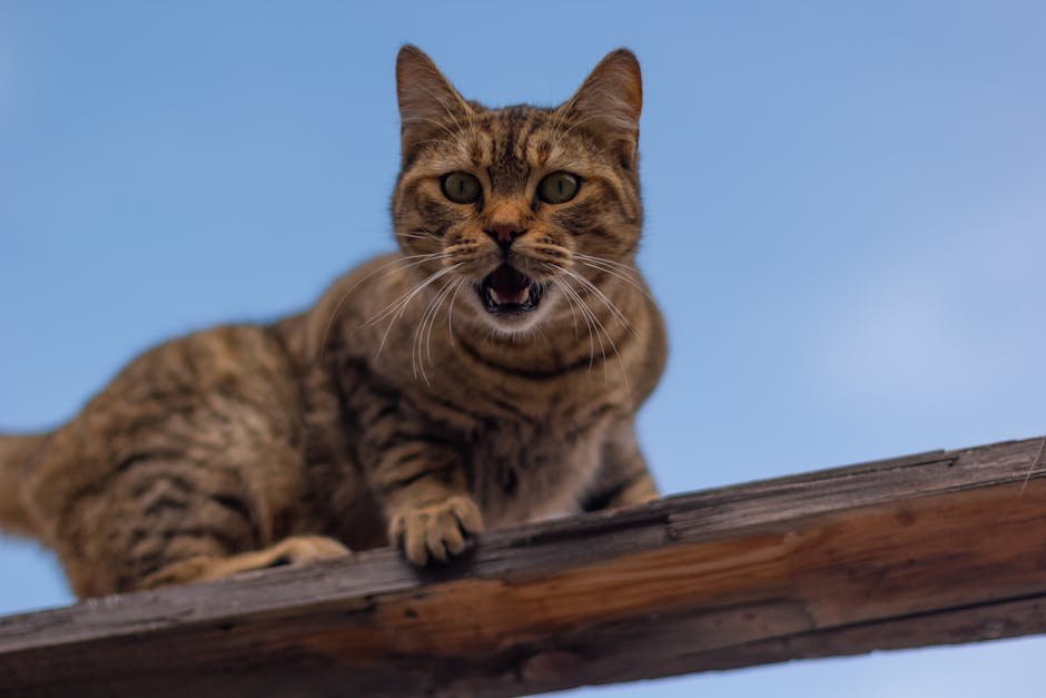 Using Tone to Convey Emotion (image credits: pexels)