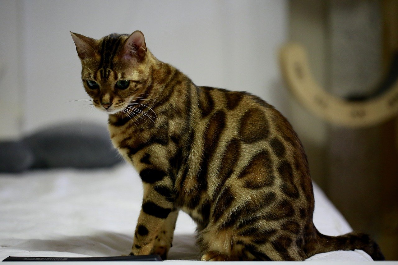 Bengal Cats: The Little Leopards (image credits: pixabay)