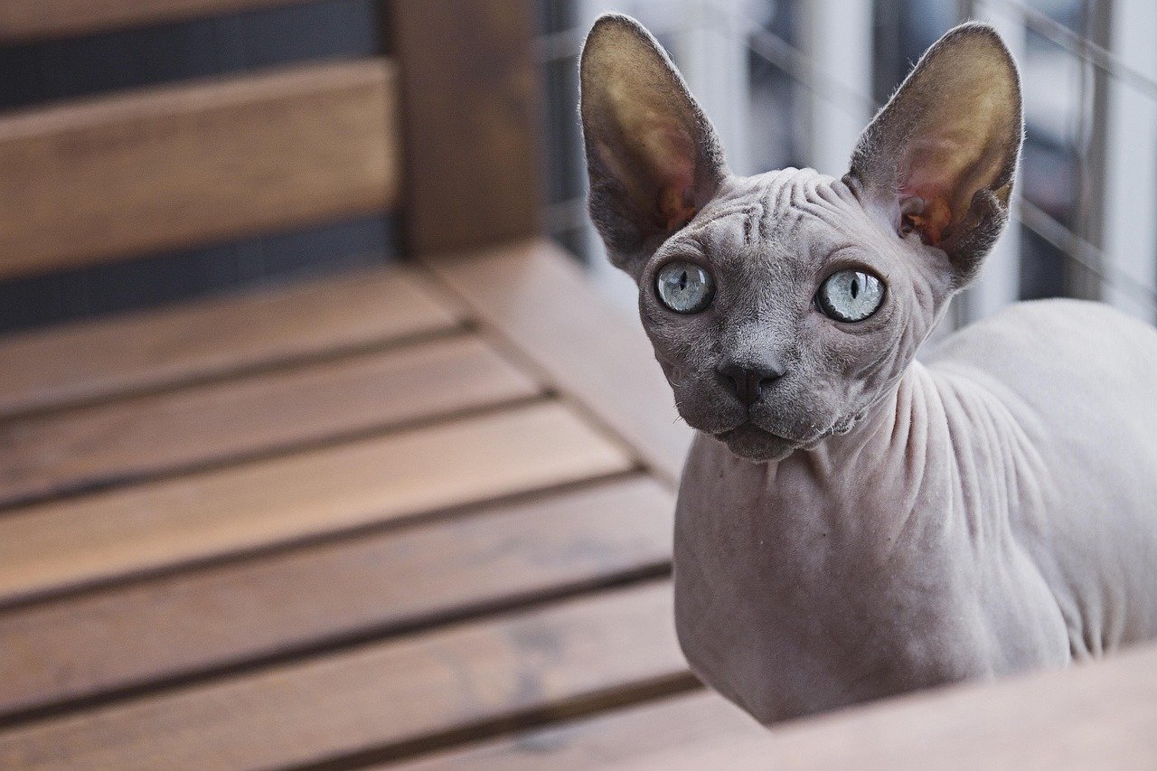 Sphynx: The Attention Seekers (image credits: pixabay)
