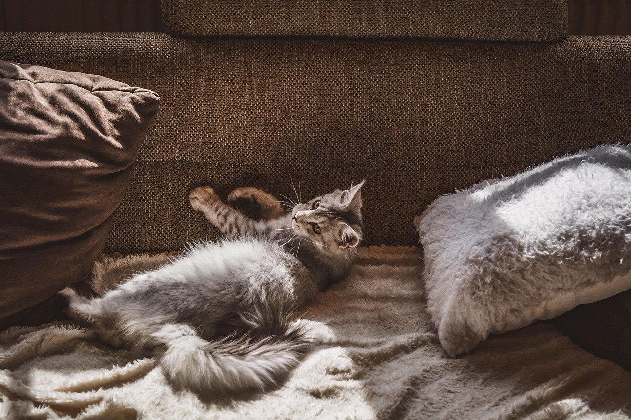 1. Cuddle Time on the Couch (image credits: pixabay)