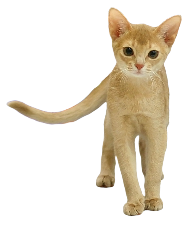 4. Abyssinian: The Energetic Explorer (image credits: wikimedia)