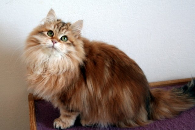 7. Siberian: The Loyal Friend (image credits: wikimedia)