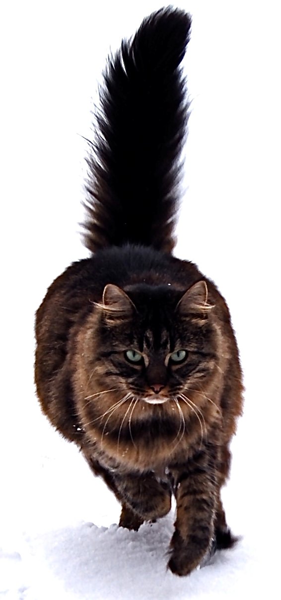Maine Coon: The Sociable Giant (image credits: wikimedia)