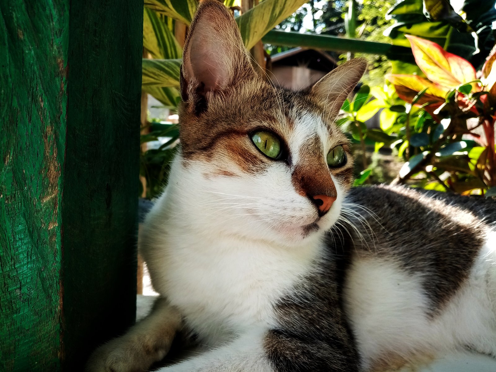 Sphynx: The Warm-Hearted Attention Lover (image credits: wikimedia)