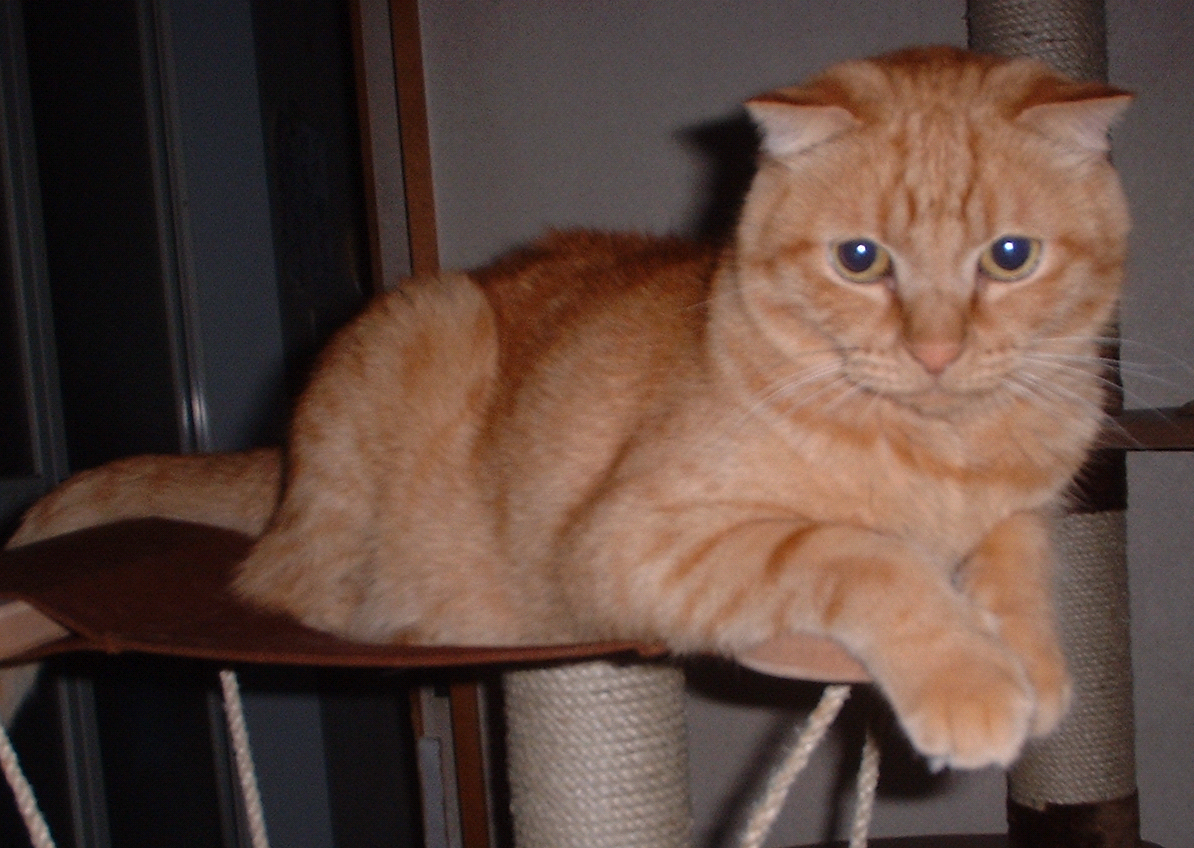 Scottish Fold: The Endearing Attention Seeker (image credits: wikimedia)