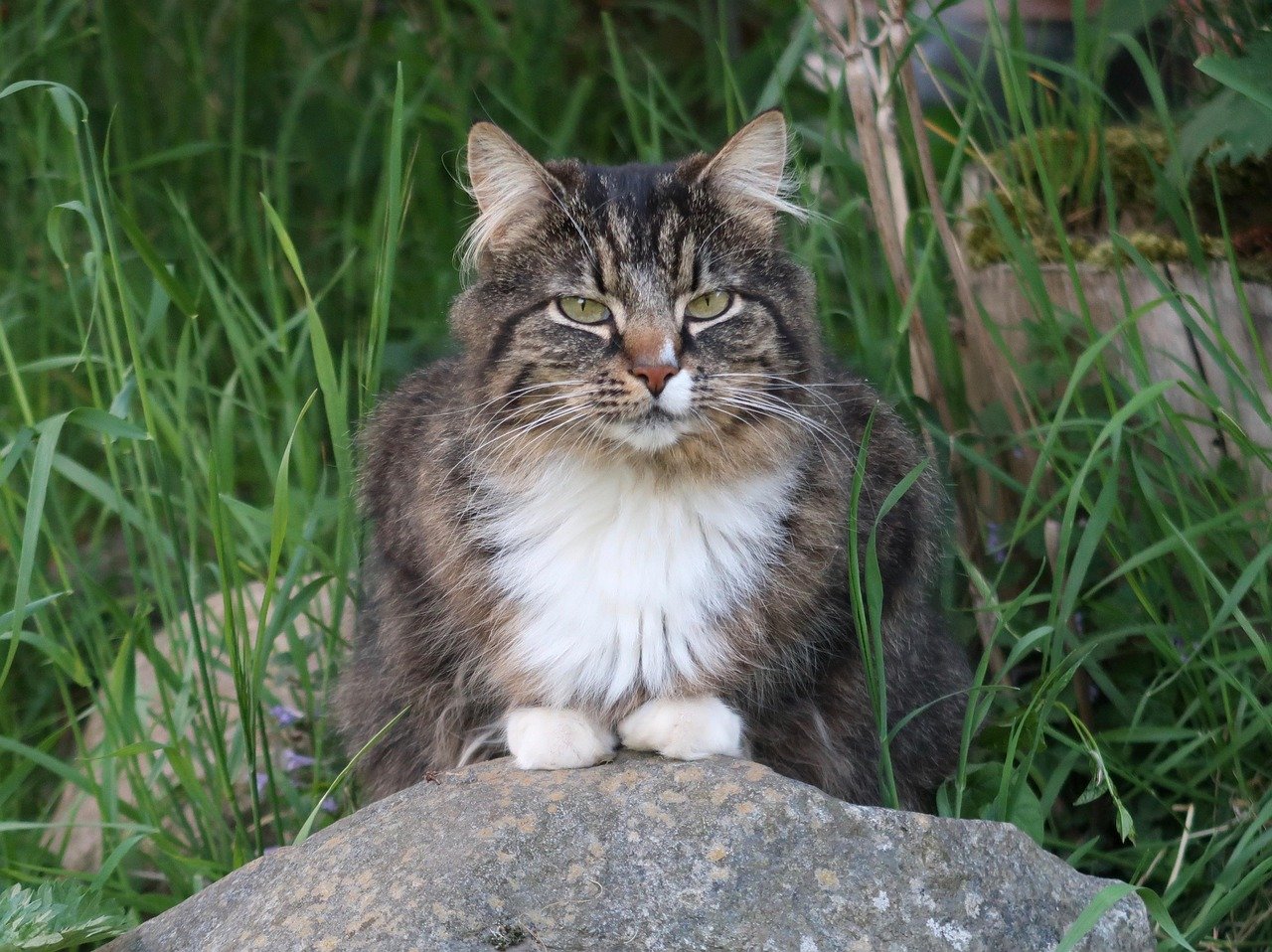 Norwegian Forest Cat: The Adventurous Companion (image credits: pixabay)