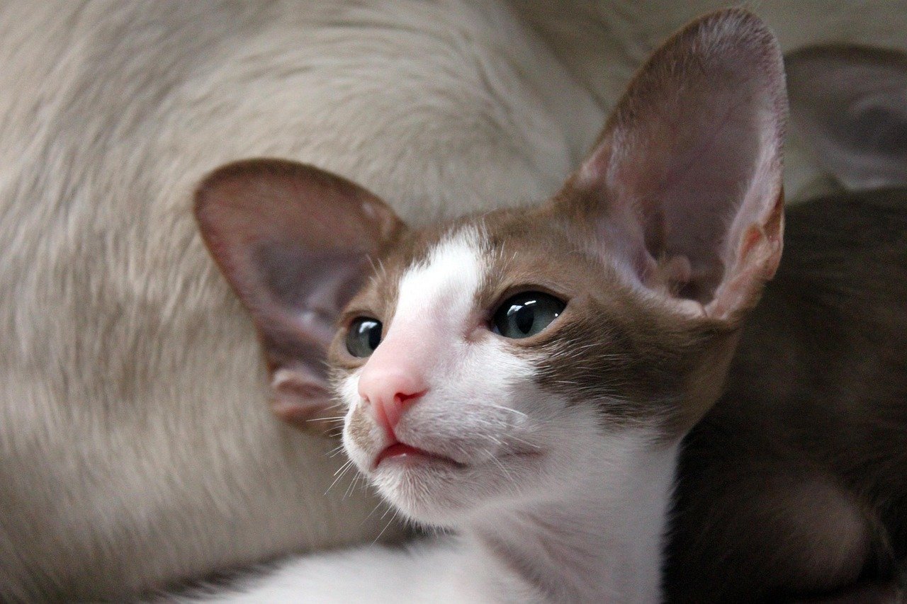 Oriental Shorthair: The Elegant Observer (image credits: pixabay)