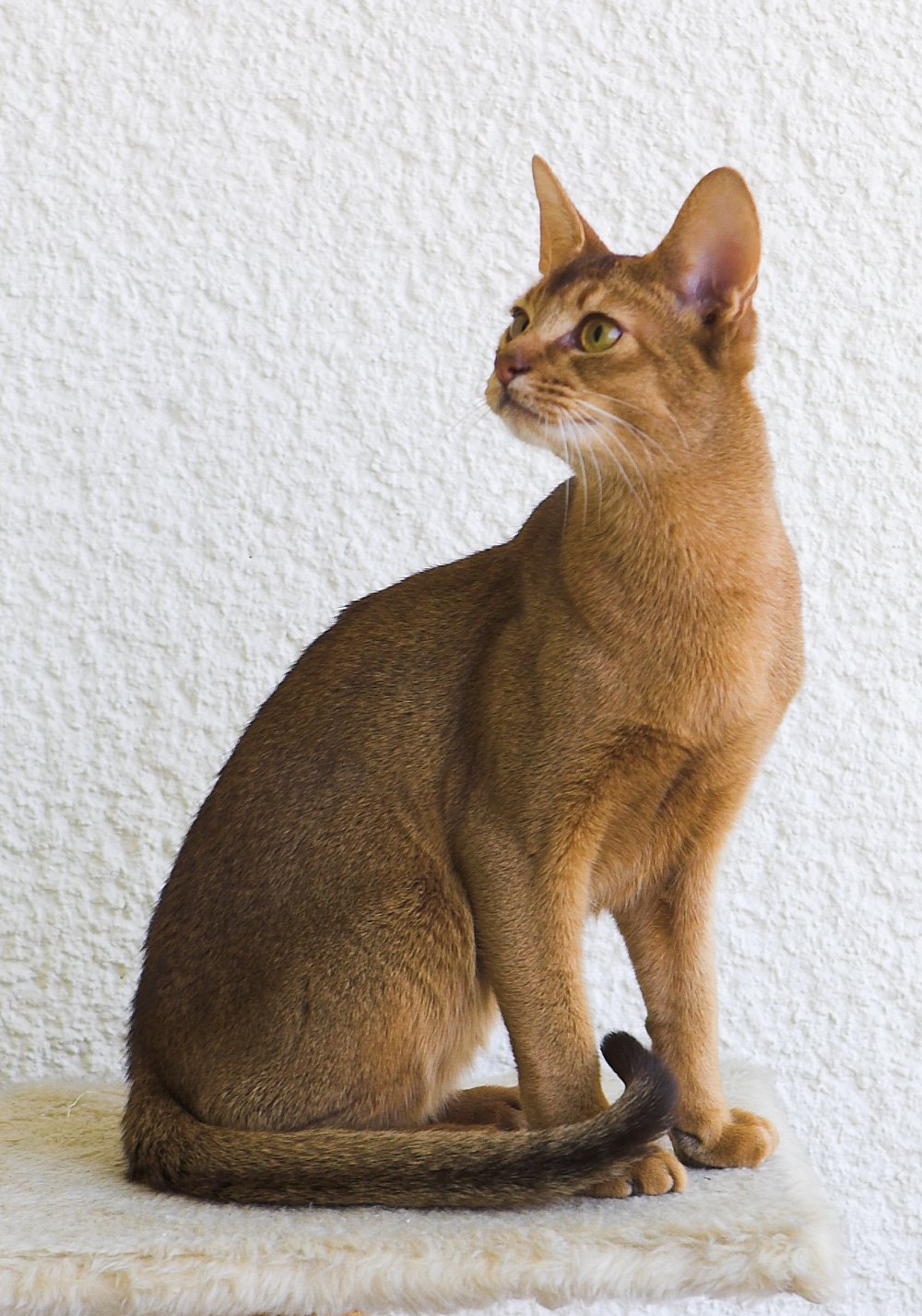 Abyssinian: The Energetic Explorer (image credits: wikimedia)