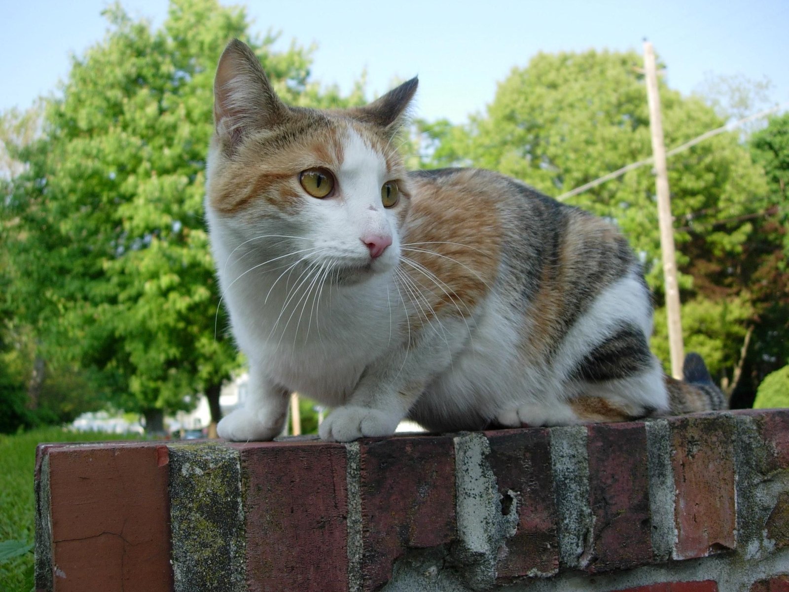 Approaching with Patience (image credits: wikimedia)