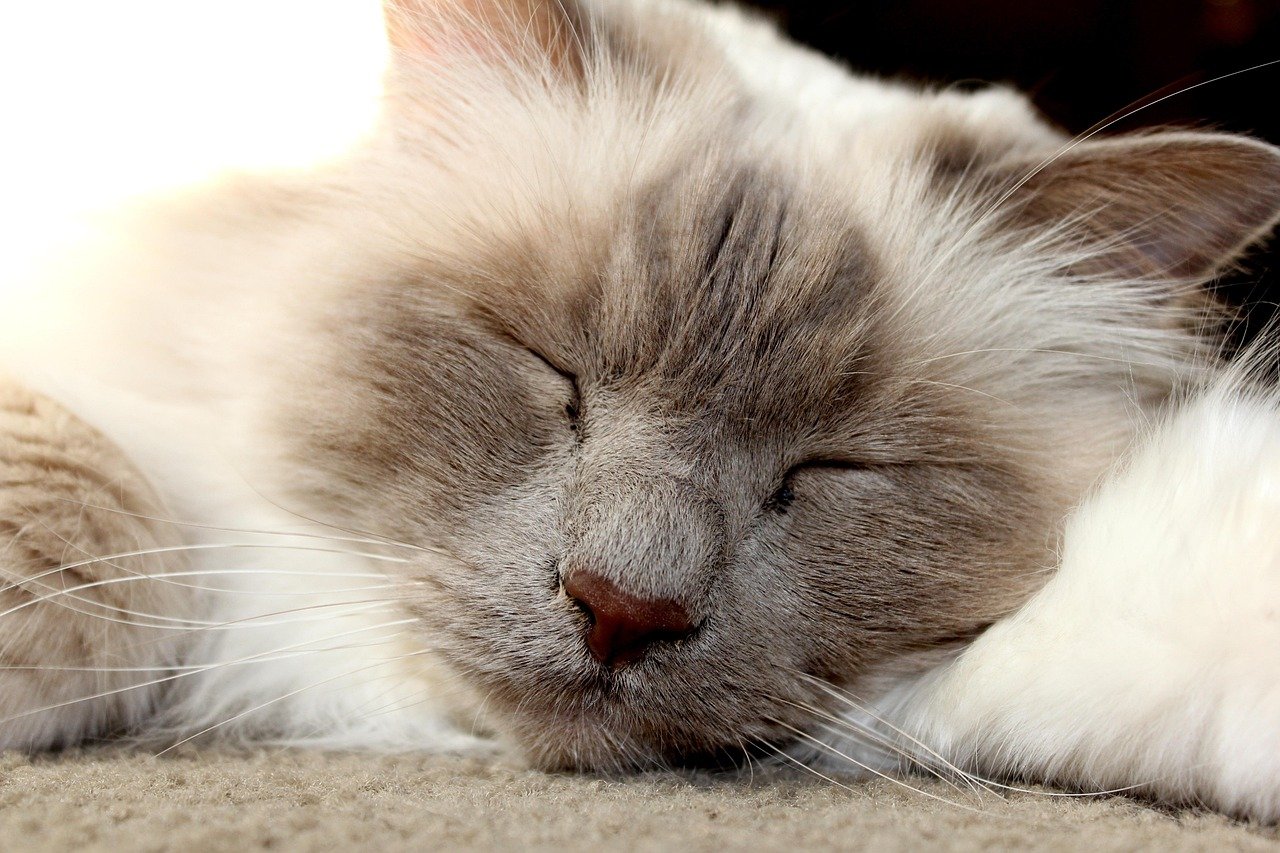 Birman: The Gentle Affectionate (image credits: pixabay)