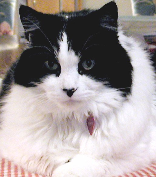 Ragamuffin: The Affectionate Gentle Giant (image credits: wikimedia)