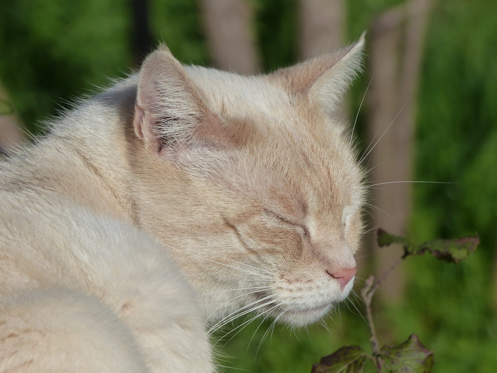 Siamese Cats: The Gaze of Royalty (image credits: wikimedia)